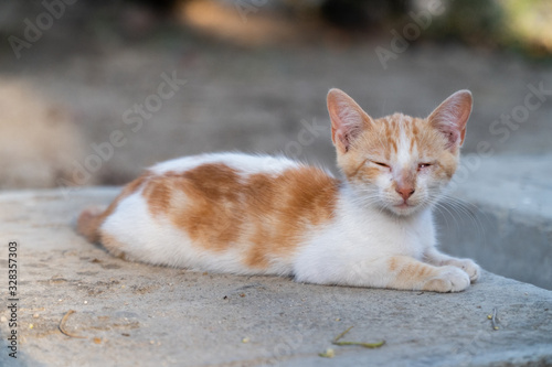 gato beige con blanco en el jardín