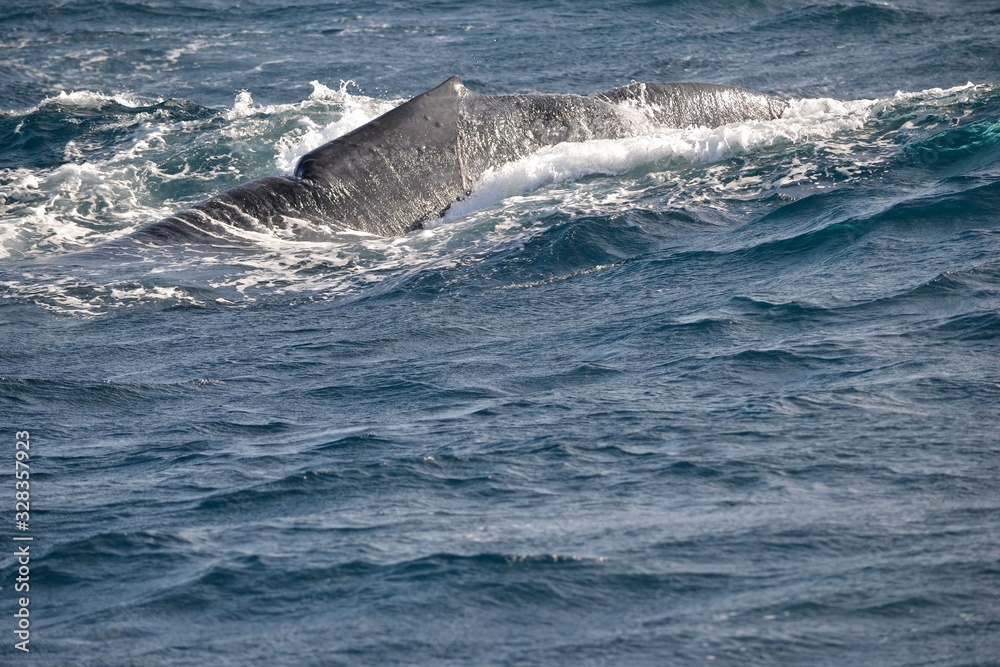 Fototapeta premium Whale's back in the ocean