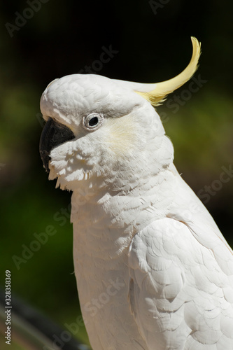 Cockatoo