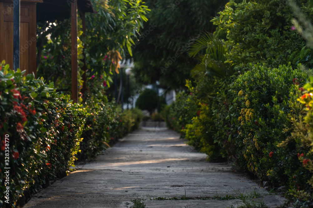 Naklejka premium camino en medio de arbustos
