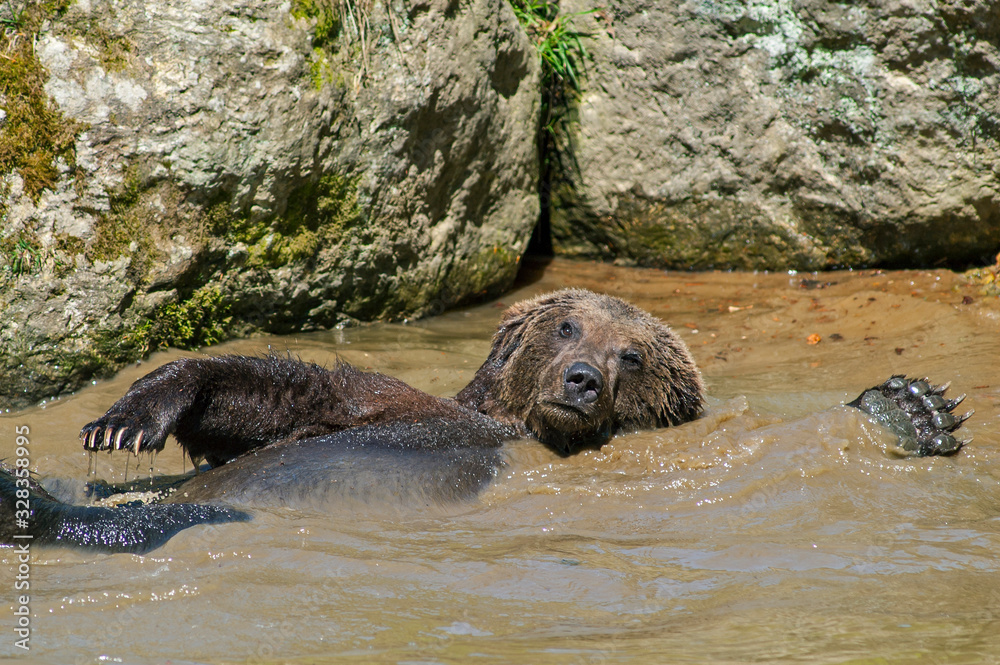 Fototapeta premium European brown bear (Ursus arctos arctos) swimming on his back in pond