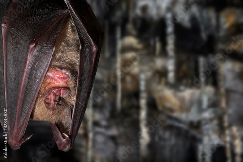 Close-up of greater horseshoe bat (Rhinolophus ferrumequinum) hibernating in cave in winter photo