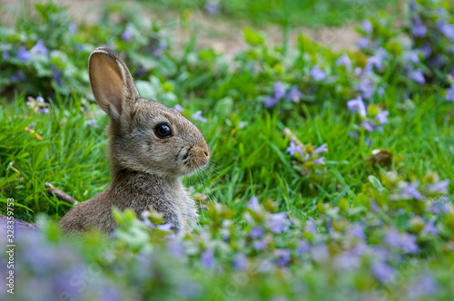 European rabbit (Oryctolagus cuniculus) appearing from burrow entrance in meadow with wildflowers in spring © Philippe