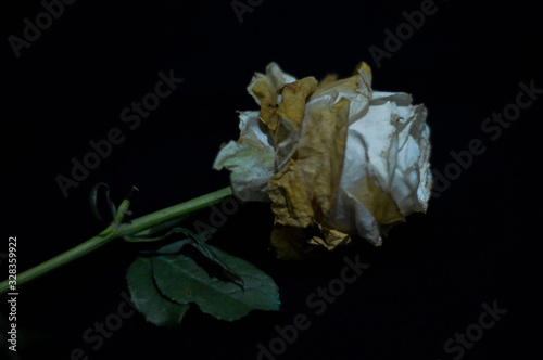 фотографія wilting white rose with some leaves in the black background