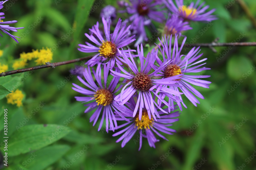 New England aster closeup at Somme Prairie Nature Preserve in Northbrook, Illinois New England aster closeup at Somme Prairie Nature Preserve in Northbrook, Illinois