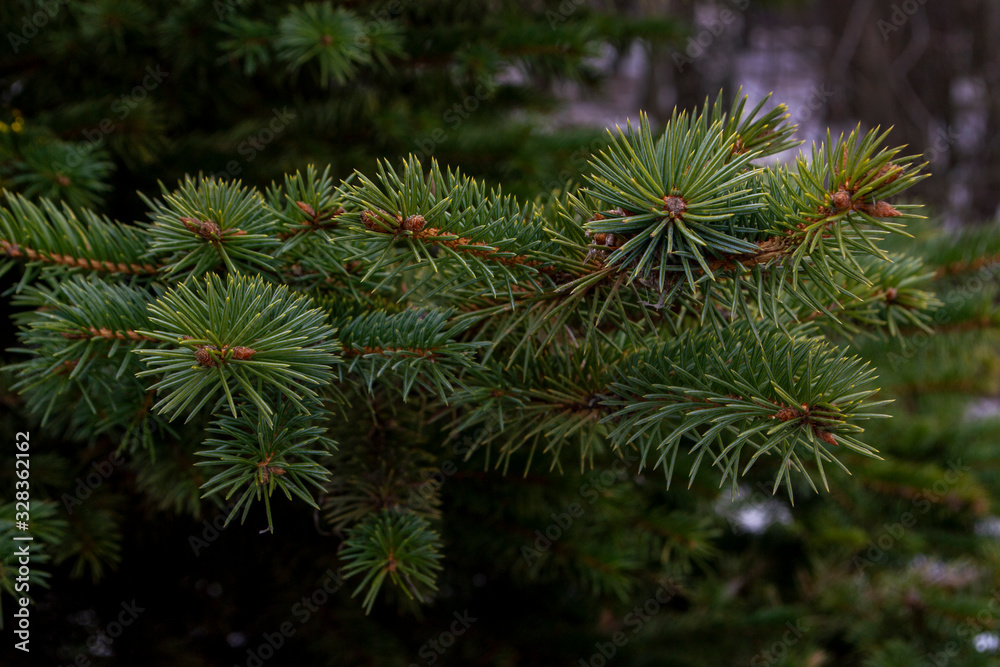 green spruce branch