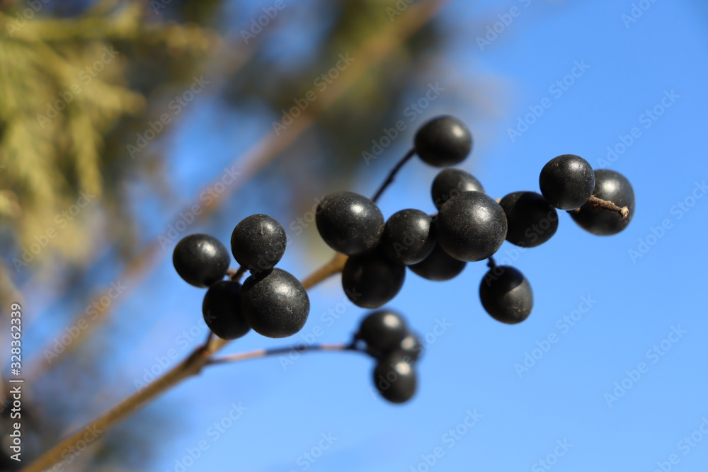 Black currant on a branch and a background of blue sky. Macro shot of black currant. Black currant Black currant on a branch and a background of blue sky. Macro shot of black currant. Black currant