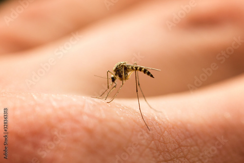 mosquito sucks blood on the arm, annoying pest, harmful insect