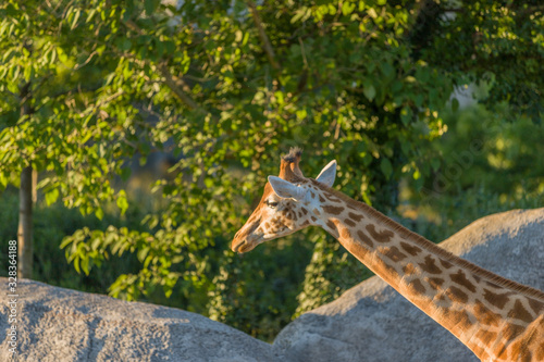 Photography giraffe in the zoo