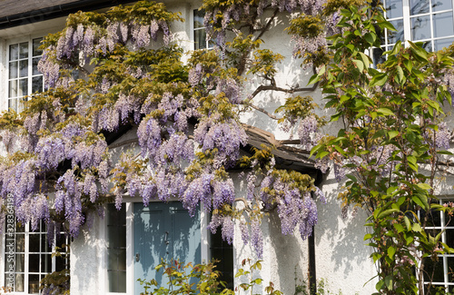 Impressive Blooming Lilac Wisteria Liana Tree Scene on Facade of Traditional English Cottage in Sunny Day. Spring in England. English Garden. 