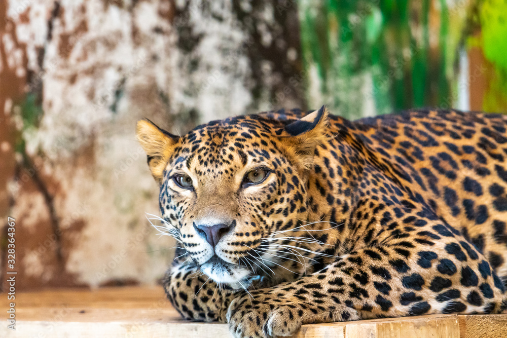 Fototapeta premium Leopard (latin name Panthera pardus kotiya) is resting on the wooden desk. Carnivorous predator, naturally living in Sri Lanka. Detail of beautiful animal beast