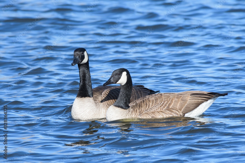 Common waterfowl of Colorado. Canada Geese swimming in a lake. Common waterfowl of Colorado. Canada Geese swimming in a lake.