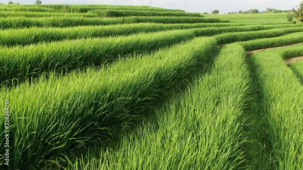 Drone flying over rice plantations on a sunny day in Bali, Indonesia. Drone flying over rice plantations on a sunny day in Bali, Indonesia.