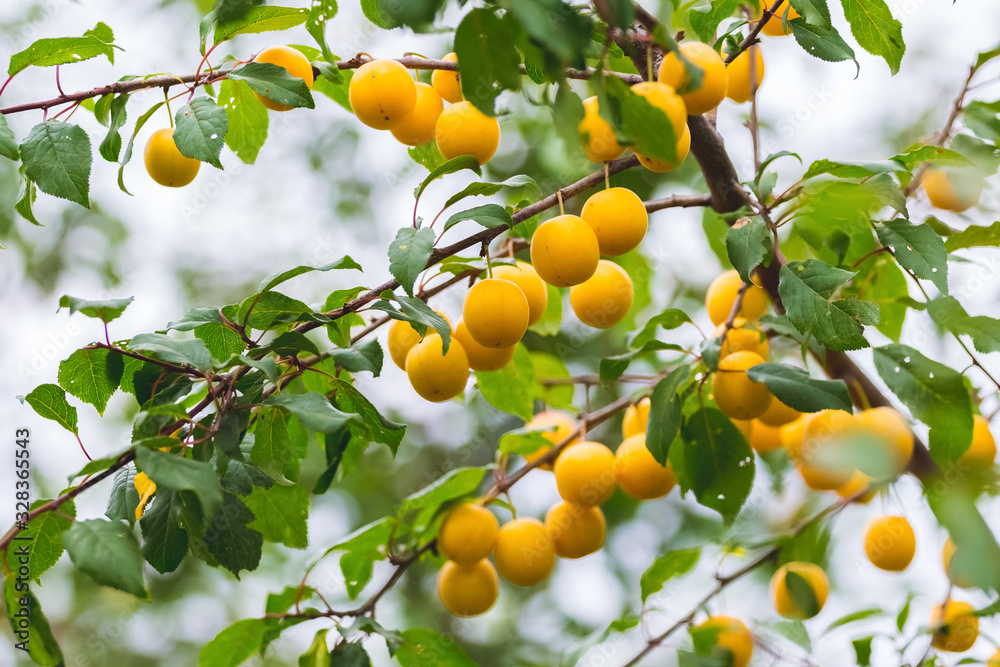 Yellow cherry plum fruits on the tree during ripening_