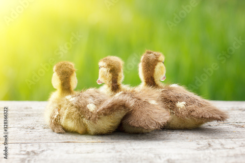 three little ducks, Pets, with soft sunlight and green grass