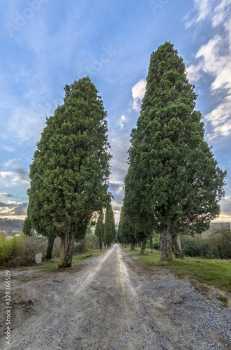 Tree-lined avenue with cypresses typical of Tuscany