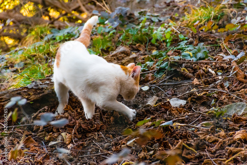 Obraz na plátně A candid shot of a young stray cat digging something in the ground in an autumn