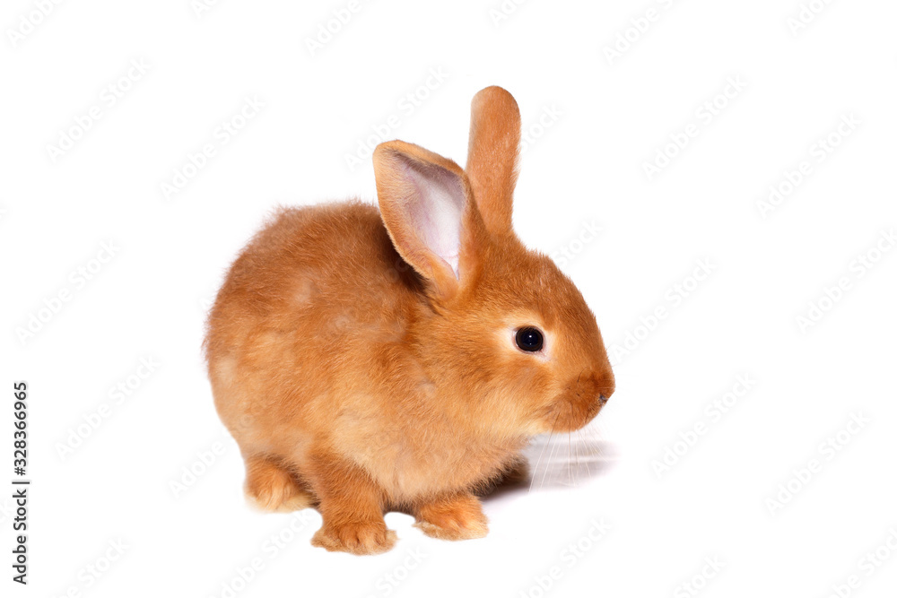 Little red rabbit, isolated on white background. Easter bunny.