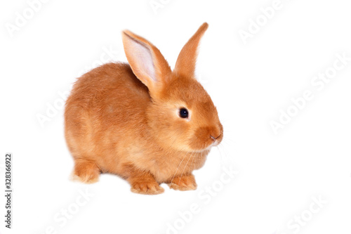 Little red rabbit, isolated on white background. Easter bunny.