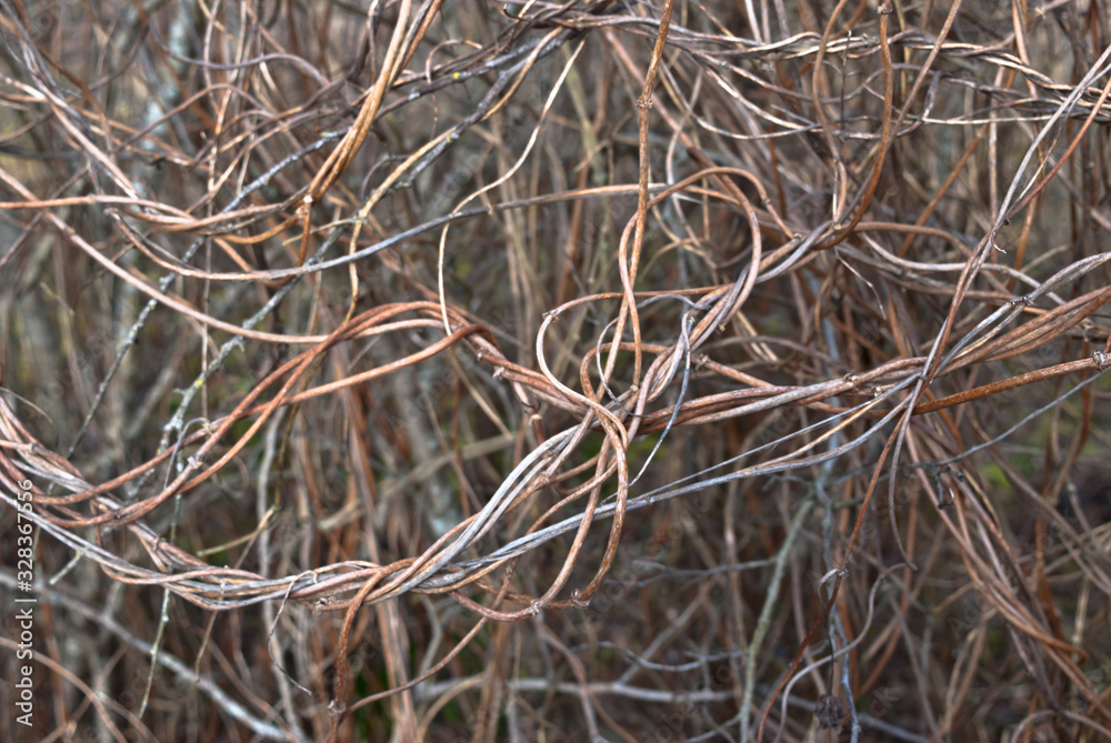 intertwined tree branches on a gray background