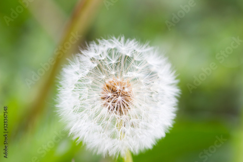 white dandelion  closeup  natural spring background