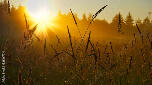 Grass at Sunrise