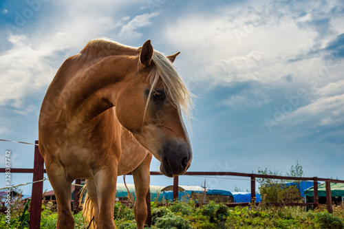 Schilderij op canvas horse in the field