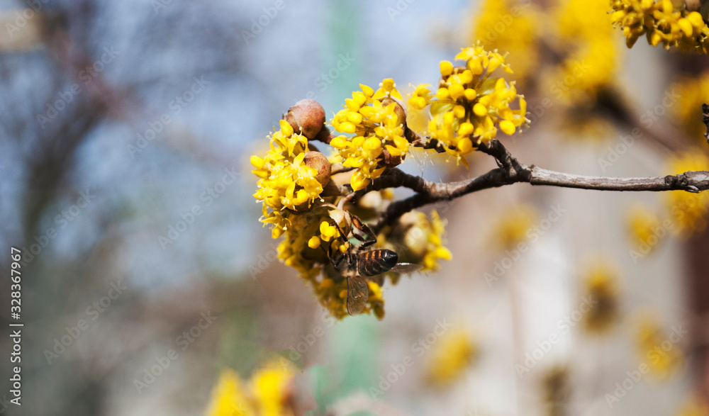 Yellow flowers. The concept of the arrival of spring.Honey production. Flowering apple tree in spring. Blooming tree, close up. Honey Bee collects pollen from fruit tree. Dogwood tree in bloom. Yellow flowers. The concept of the arrival of spring.Honey production. Flowering apple tree in spring. Blooming tree, close up. Honey Bee collects pollen from fruit tree. Dogwood tree in bloom.
