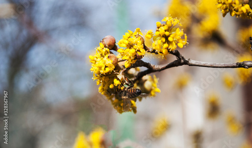 Yellow flowers. The concept of the arrival of spring.Honey production.  Flowering apple tree in spring. Blooming tree, close up. Honey Bee collects pollen from fruit tree. Dogwood tree in bloom.