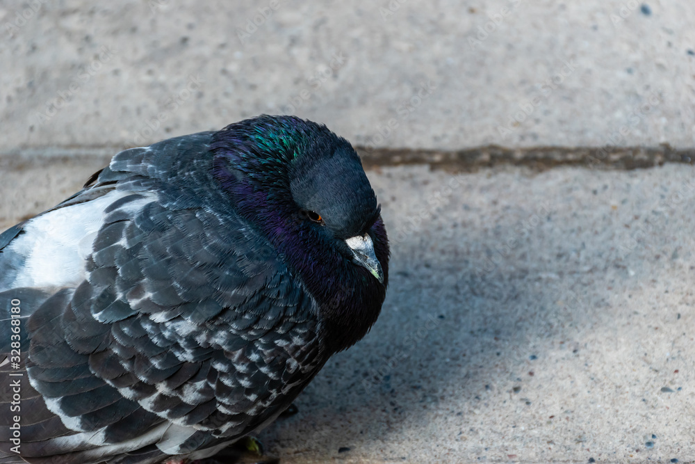 A close-up portrait of a puffed up pigeon perching on the concrete road A close-up portrait of a puffed up pigeon perching on the concrete road