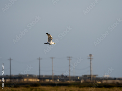 Birds of Bolsa Chica Wetlands