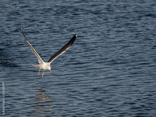 Birds of Bolsa Chica Wetlands