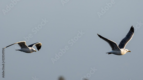 Birds of Bolsa Chica Wetlands