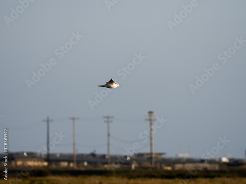 Birds of Bolsa Chica Wetlands
