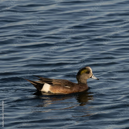 Birds of Bolsa Chica Wetlands