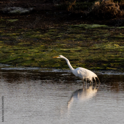 Birds of Bolsa Chica Wetlands