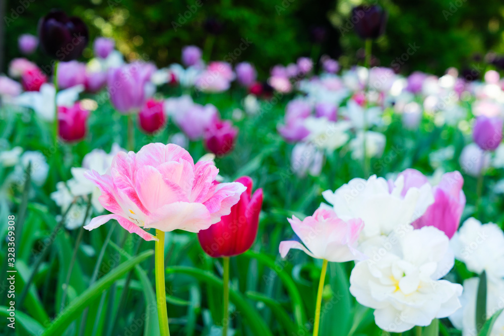 Tulips garden flowerbed Tulips garden flowerbed