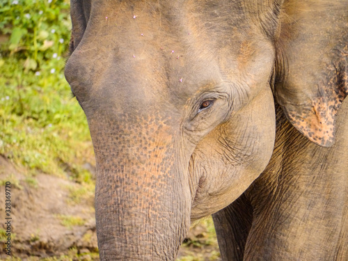 Close-Up of a juvenile Sri Lankan elephant (Elephas maximus maximus) wandering through Udawalawe Nationalpark