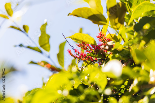Clerodendrum, pink flowers with blue sky background