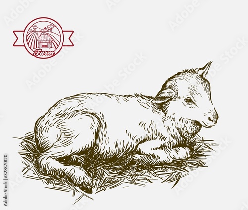 lamb. sketch drawn by hand. animal husbandry