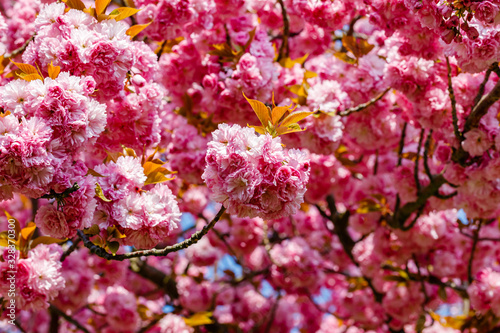 Soft pink sakura blossom in garden. Cherry blossom on twigs, closeup. Sakura power flowers. Sakura flower live wall