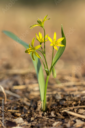 Yellow star of Bethlehem (Gagea lutea) early spring flower, an Eurasian flowering plant in the family Liliaceae, a bulb-forming perennial herb with lanceolate leaves and yellow flowers.