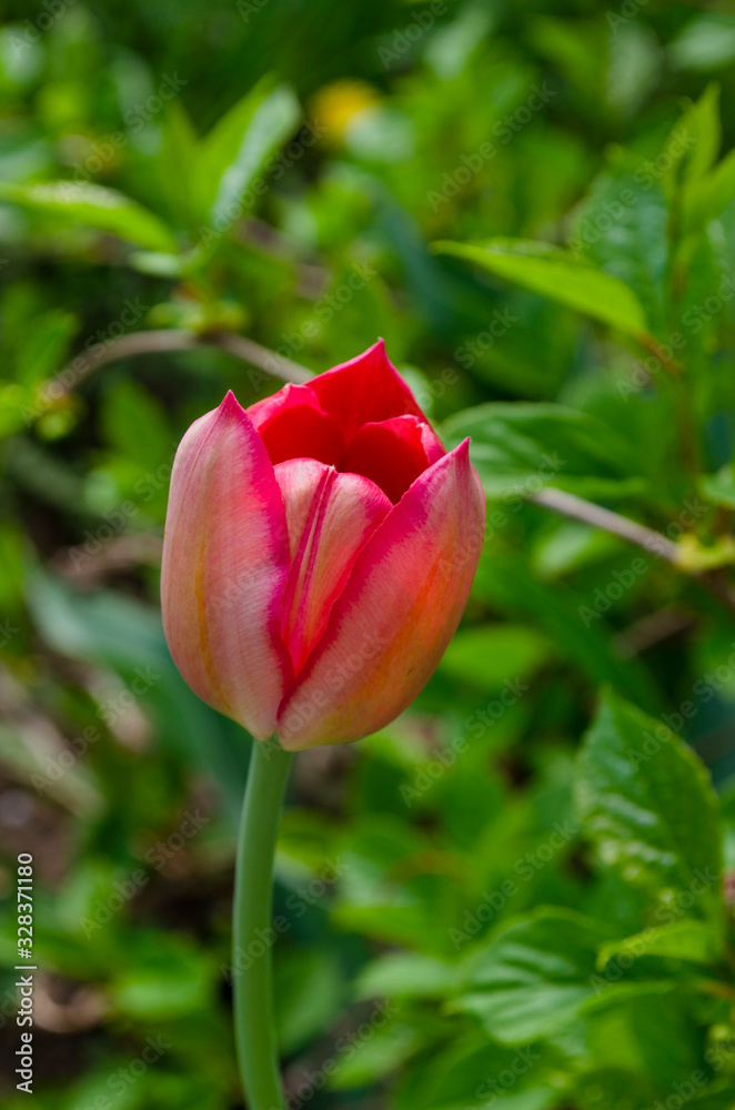 Red tulip on the natural background Red tulip on the natural background