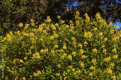 Yellow flowering hedge with tree and blue sky background
