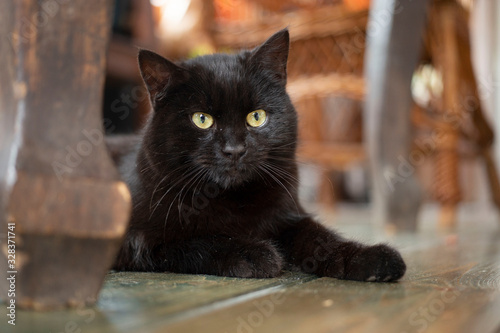 Fotografie Young black bombay cat with yellow eyes lying on the floor.