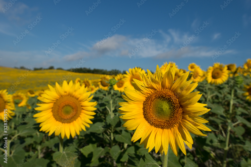 girasoli