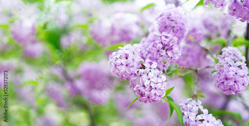 Blooming lilac flowers © neirfy