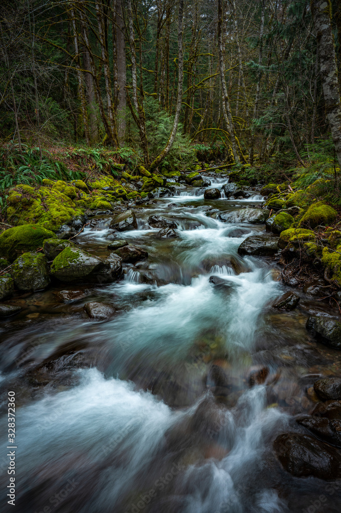 Creek flowing through the forest