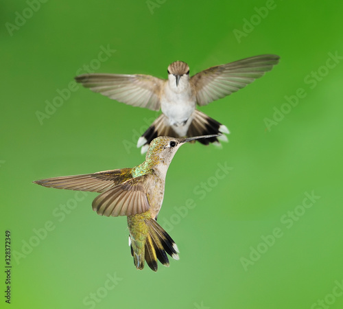 Hummingbird Standoff