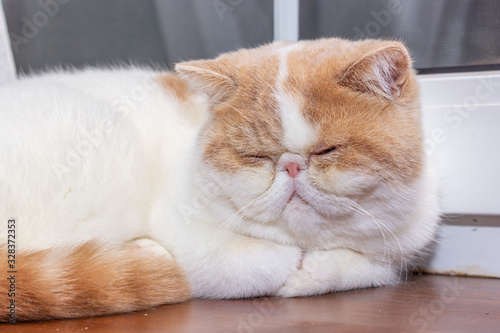  Persian exotic Shorthair, cat colour harlequin. A white and red young cat sleep on a wooden windowsill. Close-up